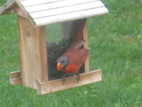  NORTHERN CARDINAL 